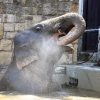A keeper refreshes eighteen-year old elephant bull Assam with water in a pool of Budapest Zoo and Botanic Garden on August 10, 2017.  / AFP PHOTO / ATTILA KISBENEDEK