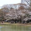 حديقة يويوجي (Yoyogi Park)
